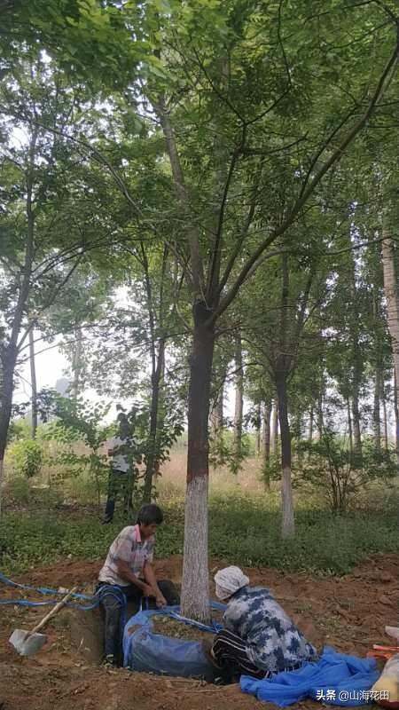 工程苗木 （工程苗木计入什么科目）