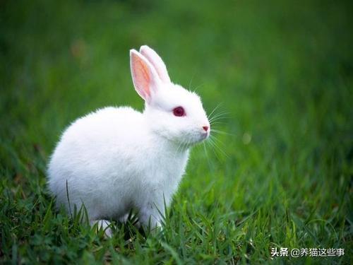 [仓鼠小镇]荷兰花卉小镇仓鼠健康吗？