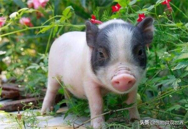 寵物小香豬圖片?寵物小香豬圖片大全!