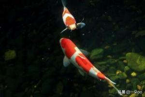 錦鯉魚常見病?錦鯉魚常見病圖片大全!