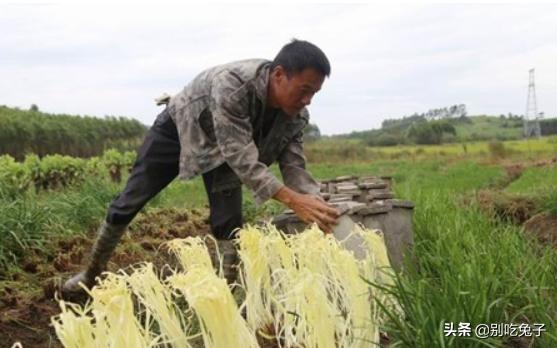 黄韭家庭种植技术 黄韭家庭种植技术视频