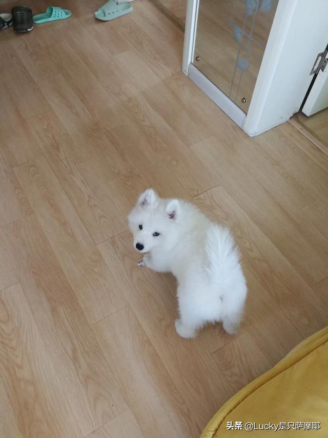 刚生出来的狗宝宝可不可以立即抱走,第8张