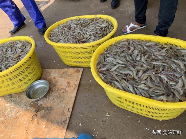 怎样建立猪饲料电商-饲料电商怎么做