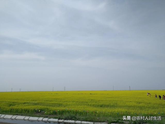 成本低的养殖业有哪些 哪些养殖项目风险比较低？