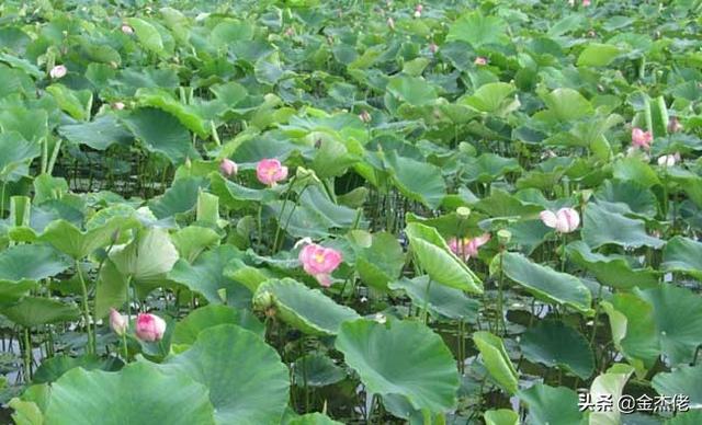 农村种植致富项目? 农村种植致富项目大全!