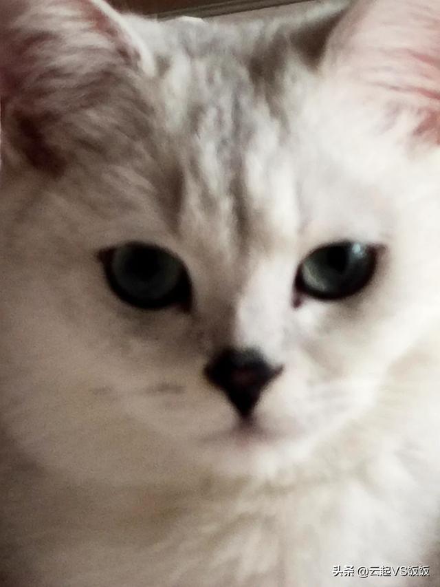 如果不喂猫粮，可以给猫猫做点什么吃