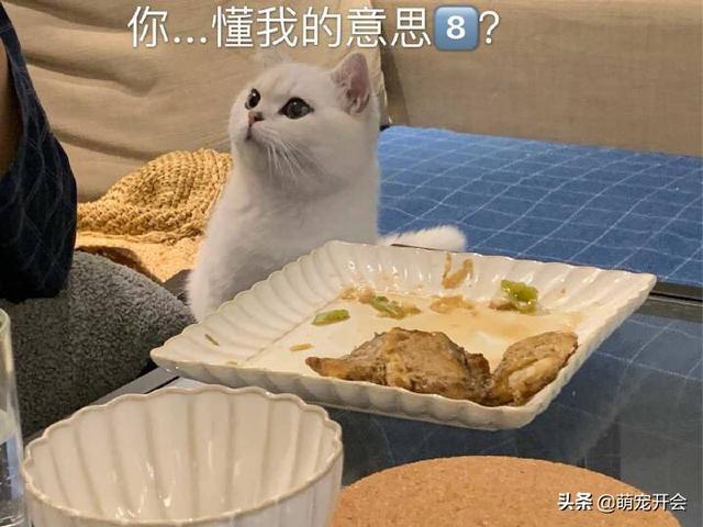 猫忌讳吃什么