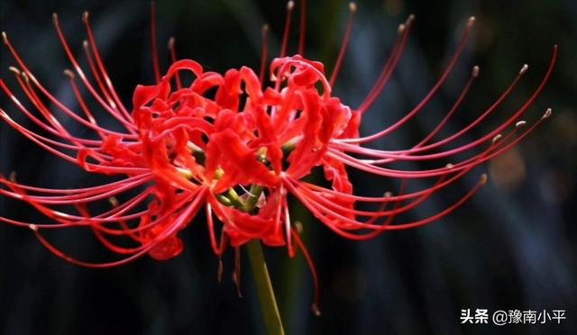 彼岸花怎么种植和养护（彼岸花怎么种植和养护图片）