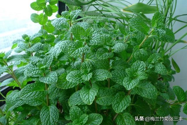 阳台种植鱼香,阳台种植鱼香草好吗