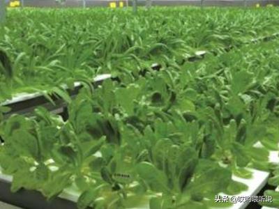 食用菌种植项目可行性报告 有机蔬菜种植条件？