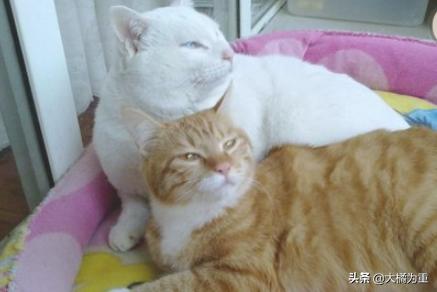 猫吃垃圾东西怎么过敏