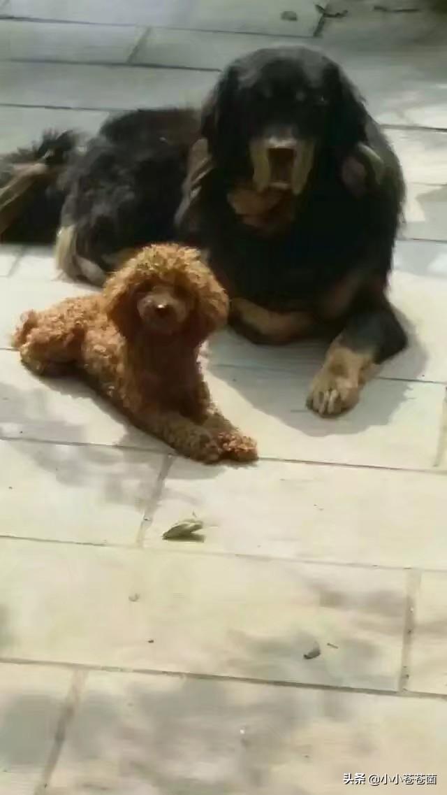 怎样能讨狗狗喜欢,第5张