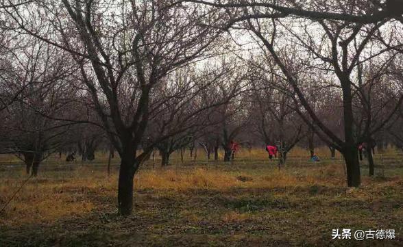 春日拼音版古诗（春日古诗的拼音版）