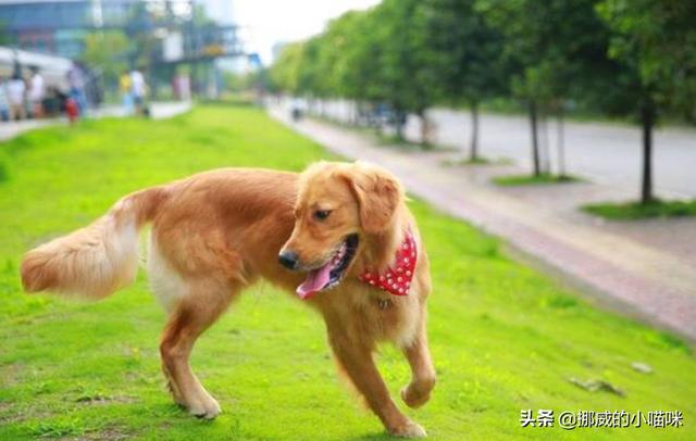 小金毛腿受伤了！怎么办啊,第1张