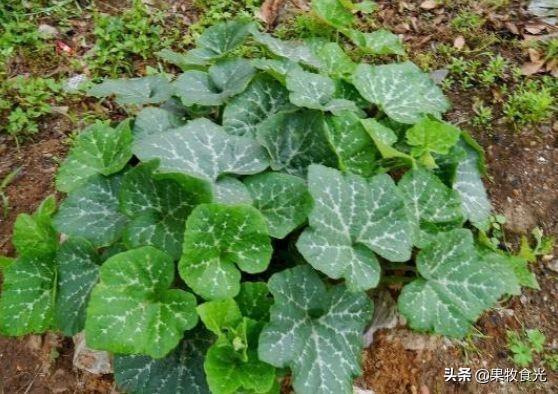 南美洲有哪些跨境电商