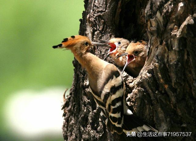 小鸟的家简短故事（小鸟的家100个字）