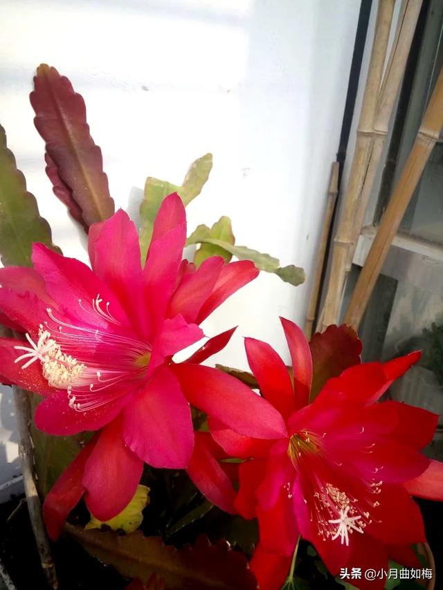 室外花植物盆栽怎么养护和管理(图5)