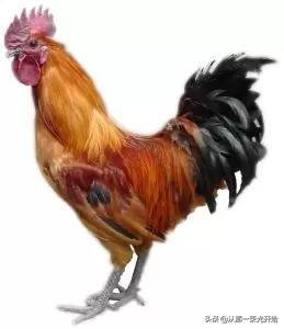 云南昆明市西山区采摘园民宿100元一天三餐推荐哪家好,昆明附近采摘园