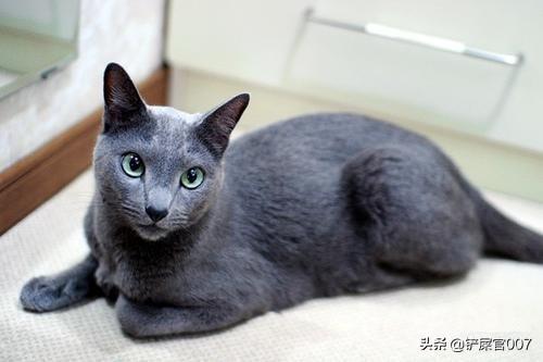 猫咪严重便秘怎么办，猫便秘怎么马上拉出来,第4张