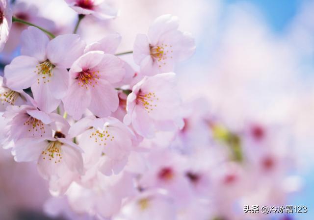 樱花草的花语是什么 （樱花草的花语是什么意思）