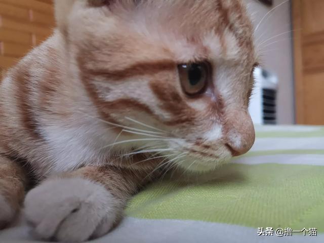 在楼上养的从不出门的猫咪到陌生环境怎么办,第4张