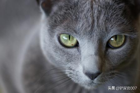 猫咪严重便秘怎么办，猫便秘怎么马上拉出来,第3张