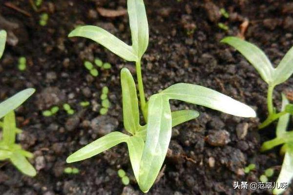 阳台种植氮肥技术,阳台种植氮肥技术视频