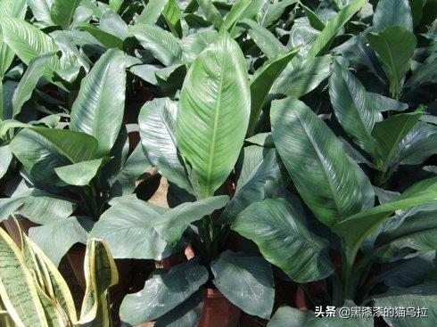 植物大战僵尸之切僵尸 播放僵尸植物大战-第1张图片-随然AIR主题