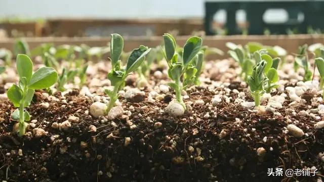 阳台甜椒的种植,阳台甜椒的种植方法