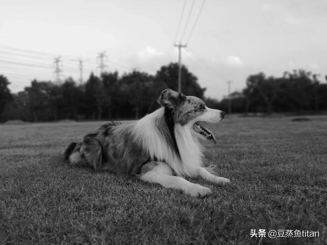 邊境牧羊犬圖片?金邊邊境牧羊犬圖片!
