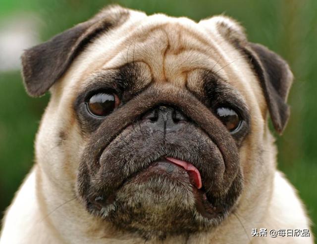 犬離主整首詩(shī)怎么翻譯，犬離主詩(shī)文原解