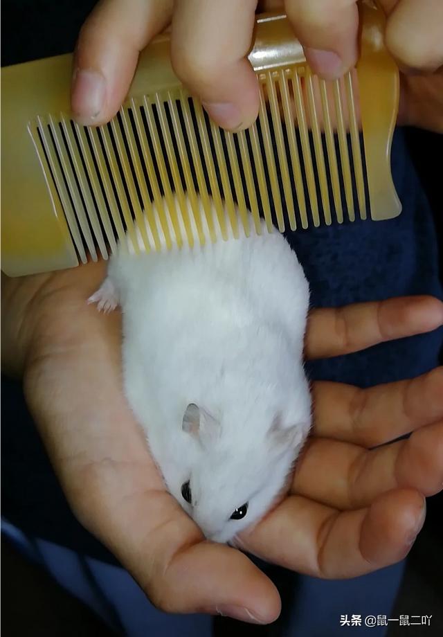 仓鼠有什么好处和功效(图3)