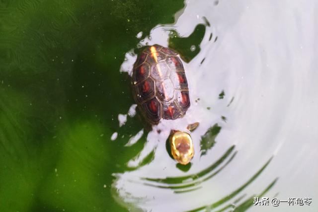 現在流行養什么寵物?現在流行養什么寵物鳥!