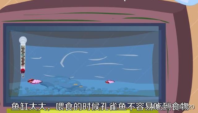 孔雀鱼生小鱼怎么养,第2张