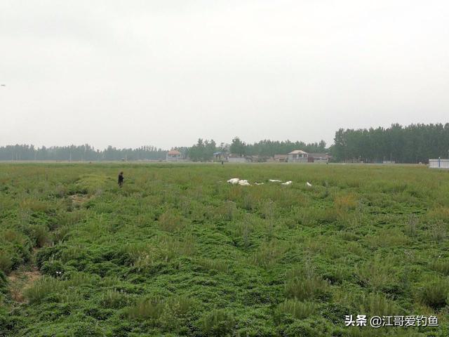 哈尔滨顶峰饲料公司-哈尔滨顶峰饲料公司地址