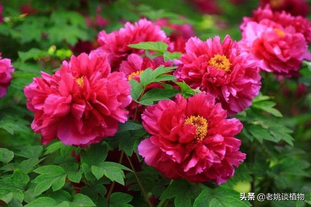 广东农村院子花园种植大全,广东院子适合种什么花