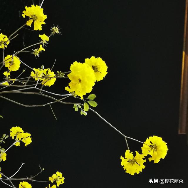 从广州出发，有汽车到清远英西峰林走廊吗？