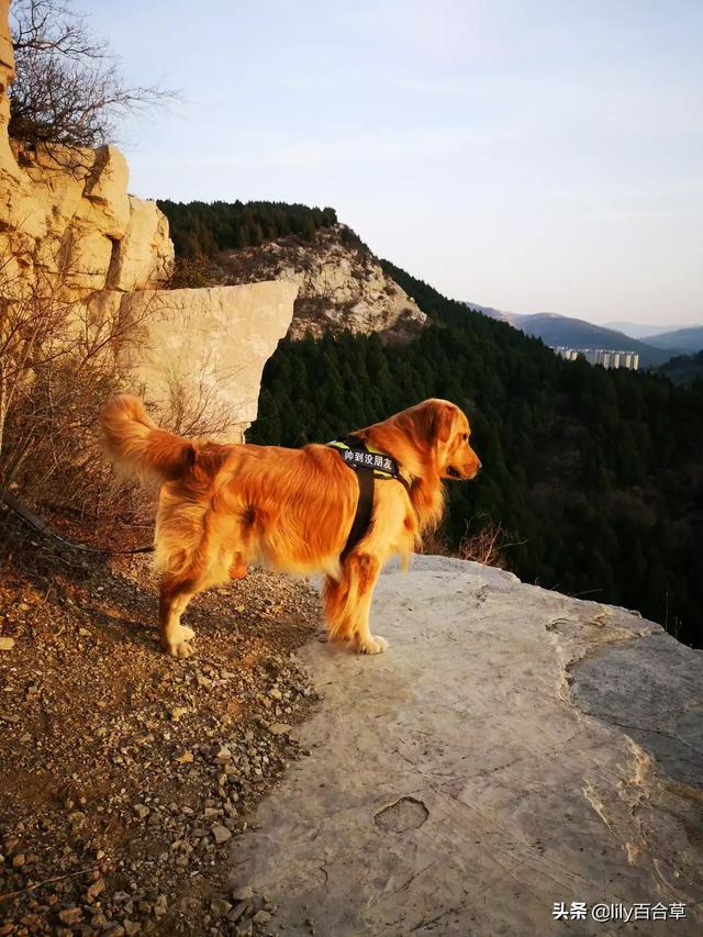 我想养只大型犬，请问什么犬又听话又有灵性还护主