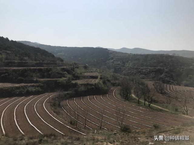 酒泉花卉制种基地?酒泉花卉制种基地怎么买!