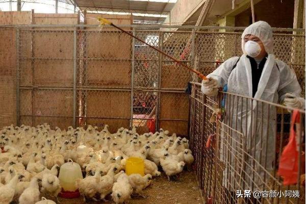 饲料鸡停止喂饲料-饲料鸡停止喂饲料会死吗