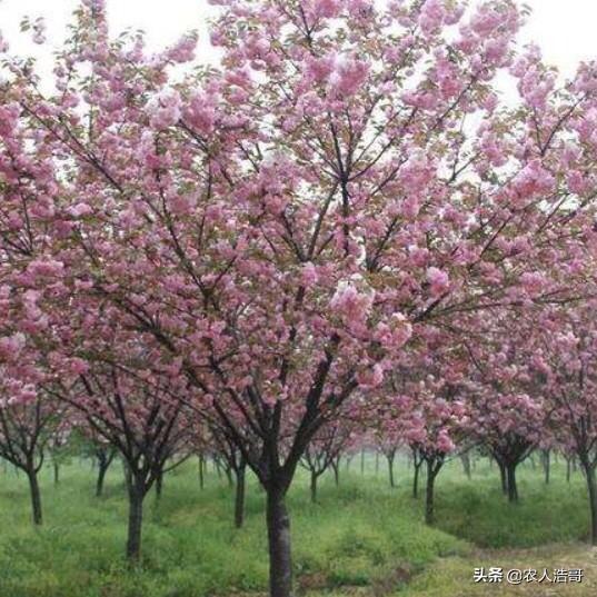 花卉病了怎么治? 花卉有病用什么药!