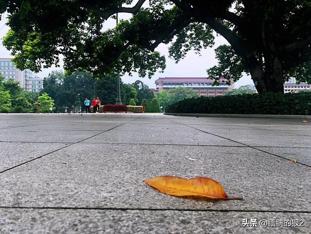 下雨的图片（下雨时的景物有哪些特点？）