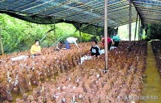 香菇栽培 （香菇栽培新技术）