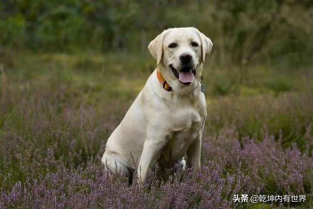 什么样的大型犬最好，最漂亮