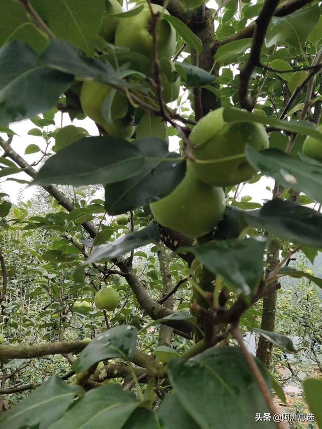 云南山地果园种植基地,云南山地果园种植基地在哪里