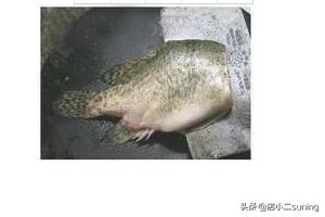 松鼠桂鱼做法-创魔松鼠桂鱼做法