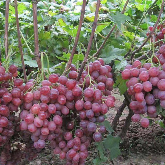 山区果园种植基地图片,山区果园种植基地图片大全