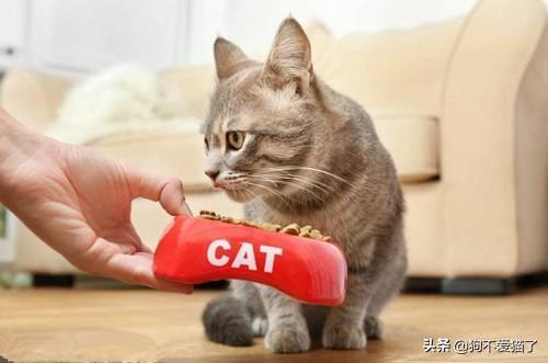 猫咪拉稀但精神很好是怎么回事啊,第1张