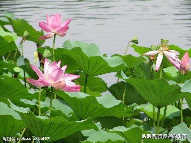 古代名花-古代名花谱