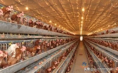 我想知道养殖蛋鸡从建棚开始一万只鸡需要多少资金？养殖1万蛋鸡的养鸡场需要投资多少钱？